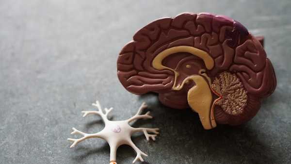 Neuropsicopedagogia